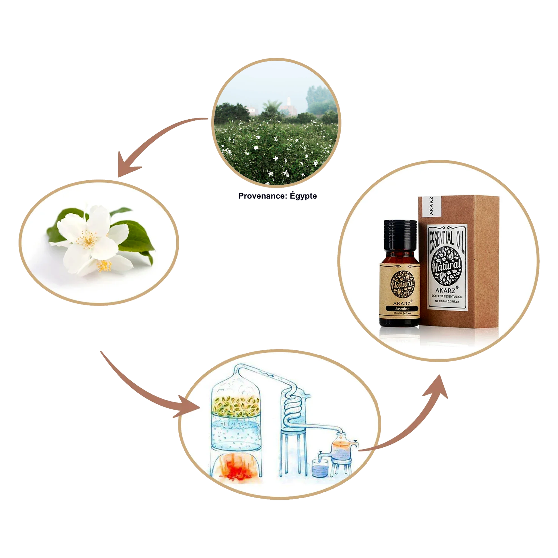 Huile Essentielle de Jasmin de 10ml 4